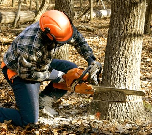 Tree Removal in Garland, KS